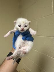 Shelter Stray Male Cat last seen VALLEY HI DR & WYNDHAM DR, 2127 Front St, Sacramento, CA 95818, USA