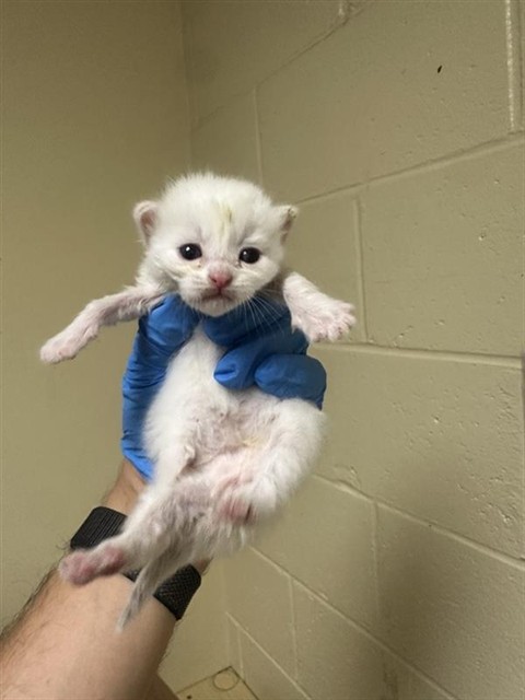 Shelter Stray Male Cat last seen VALLEY HI DR & WYNDHAM DR, 2127 Front St, Sacramento, CA 95818, USA