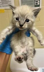 Shelter Stray Female Cat last seen JACINTO RD & ARDENNES WAY, 2127 Front St, Sacramento, CA 95818, USA