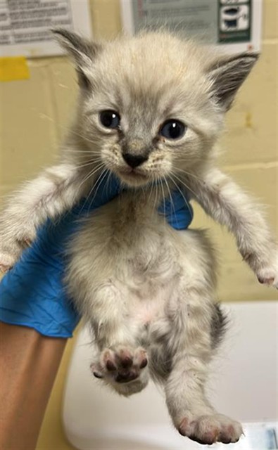 Shelter Stray Female Cat last seen JACINTO RD & ARDENNES WAY, 2127 Front St, Sacramento, CA 95818, USA