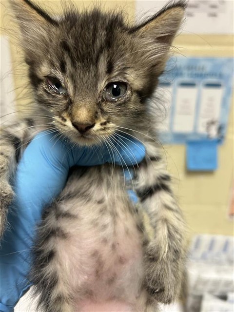 Shelter Stray Female Cat last seen STOCKTON BLVD & PATTERSON WAY, 2127 Front St, Sacramento, CA 95818, USA