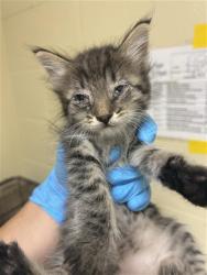 Shelter Stray Female Cat last seen STOCKTON BLVD & PATTERSON WAY, 2127 Front St, Sacramento, CA 95818, USA