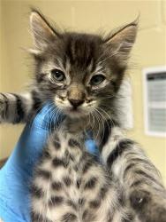 Shelter Stray Male Cat last seen STOCKTON BLVD & PATTERSON WAY, 2127 Front St, Sacramento, CA 95818, USA