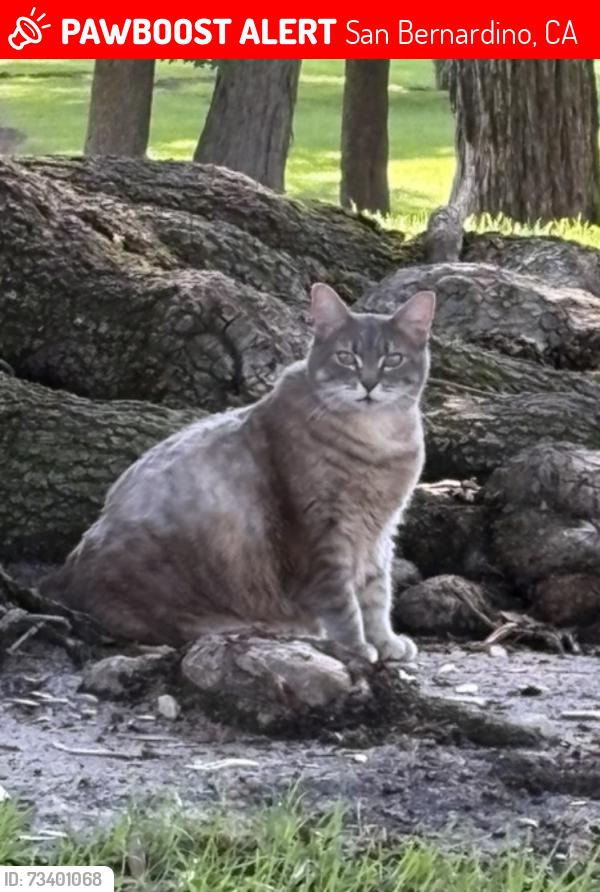 Lost Female Cat last seen 24hr fitness renaissance parkway and Ayala Rialto ca, San Bernardino, CA 92408
