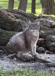 Lost Female Cat last seen 24hr fitness renaissance parkway and Ayala Rialto ca, San Bernardino, CA 92408