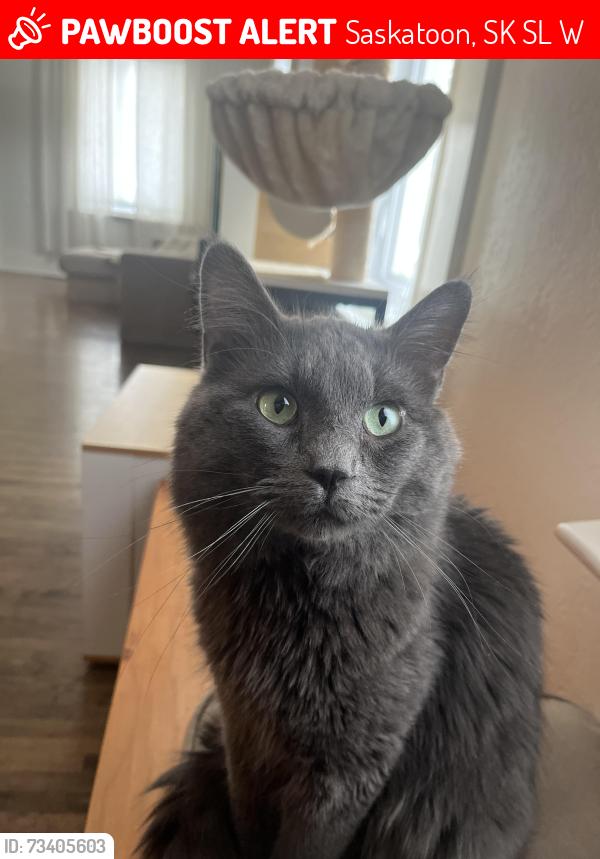 Lost Male Cat last seen Corner of Avenue F and 29th, Saskatoon, SK S7L 1W4