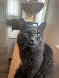 Lost Male Cat last seen Corner of Avenue F and 29th, Saskatoon, SK S7L 1W4