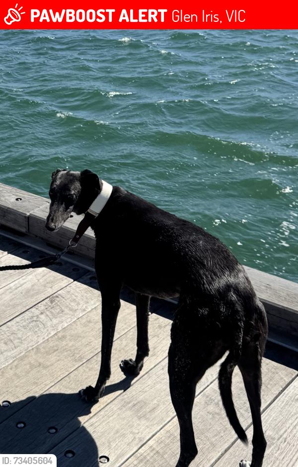 Lost Female Dog last seen Great valley road, Glen Iris, Glen Iris, VIC 3146