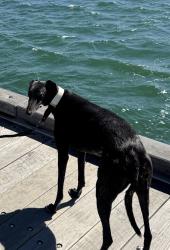 Lost Female Dog last seen Great valley road, Glen Iris, Glen Iris, VIC 3146