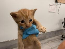Shelter Stray Male Cat last seen CHARLOTTE, 8315 Byrum Dr, Charlotte, NC 28217, USA