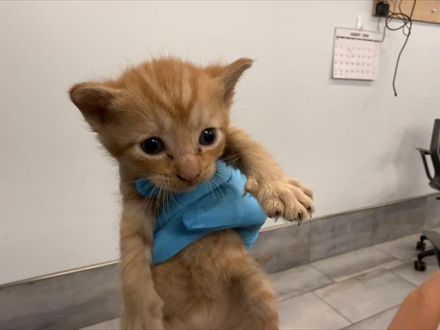 Shelter Stray Male Cat last seen CHARLOTTE, 8315 Byrum Dr, Charlotte, NC 28217, USA