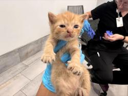 Shelter Stray Male Cat last seen CHARLOTTE, 8315 Byrum Dr, Charlotte, NC 28217, USA