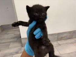 Shelter Stray Male Cat last seen CHARLOTTE, 8315 Byrum Dr, Charlotte, NC 28217, USA
