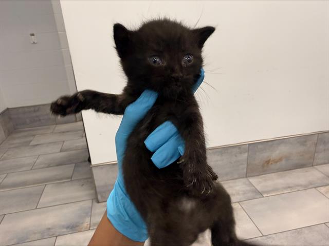 Shelter Stray Male Cat last seen CHARLOTTE, 8315 Byrum Dr, Charlotte, NC 28217, USA