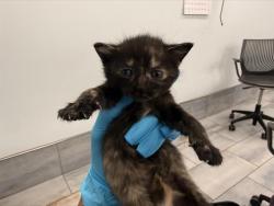 Shelter Stray Female Cat last seen CHARLOTTE, 8315 Byrum Dr, Charlotte, NC 28217, USA