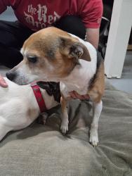 Reunited Male Dog last seen Near Glen Creek Rd NW, Salem, OR 97304, USA, Salem, OR 97304