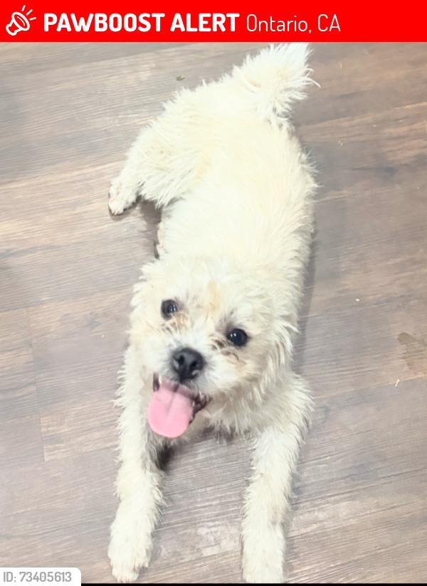 Lost Male Dog last seen Imperial ave and G street, Ontario, CA 91764