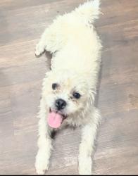 Lost Male Dog last seen Imperial ave and G street, Ontario, CA 91764