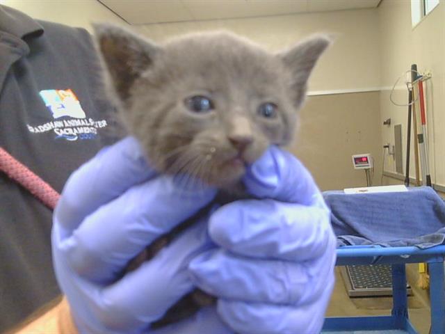Shelter Stray Male Cat last seen FOLSOM BLVD/JULLIARD DR, 95826, 3839 Bradshaw Rd, Sacramento, CA 95827, USA