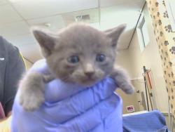 Shelter Stray Male Cat last seen FOLSOM BLVD/JULLIARD DR, 95826, 3839 Bradshaw Rd, Sacramento, CA 95827, USA