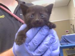 Shelter Stray Male Cat last seen FOLSOM BLVD/JULLIARD DR, 95826, 3839 Bradshaw Rd, Sacramento, CA 95827, USA