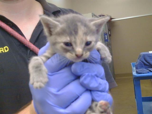 Shelter Stray Female Cat last seen FOLSOM BLVD/JULLIARD DR, 95826, 3839 Bradshaw Rd, Sacramento, CA 95827, USA