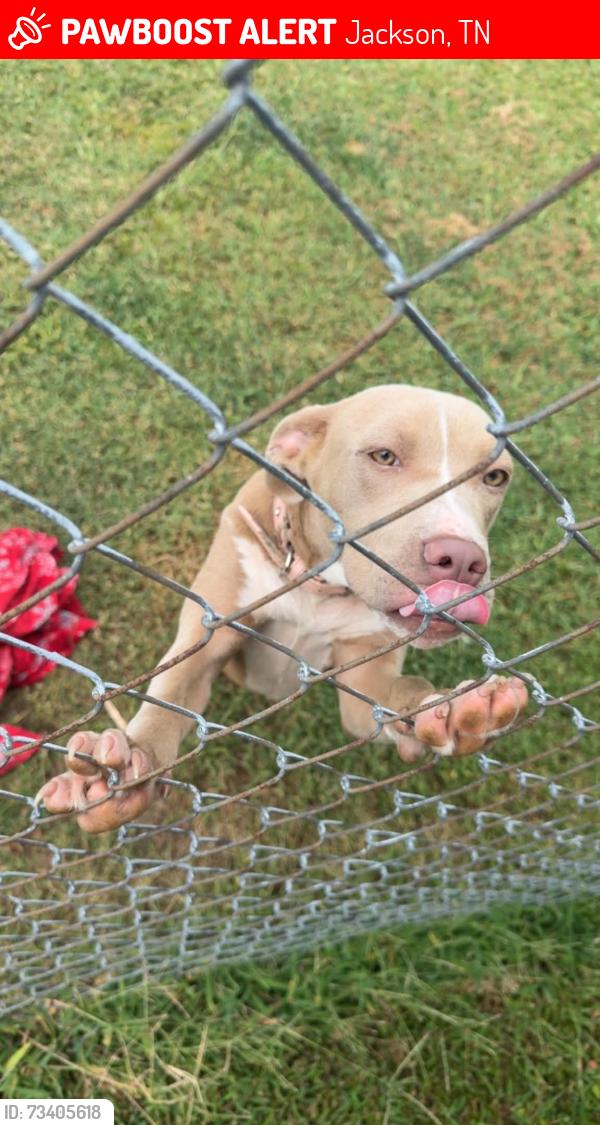 Lost Female Dog last seen Farmington Dr off North Highland, Jackson, TN 38305