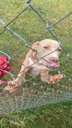 Lost Female Dog last seen Farmington Dr off North Highland, Jackson, TN 38305