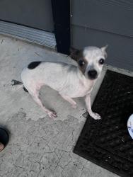 Found/Stray Female Dog last seen Shreveport blvd, Houston, TX 77022