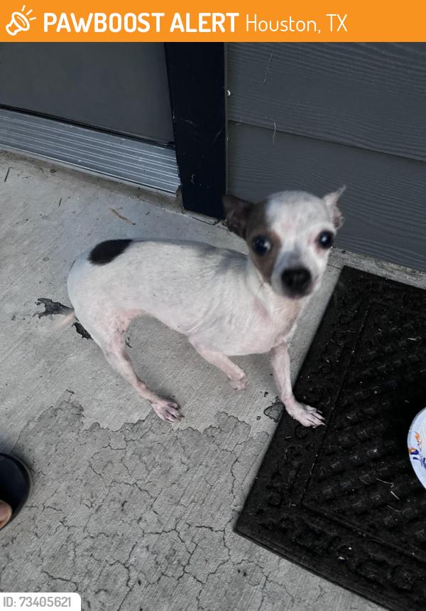 Found/Stray Female Dog last seen Shreveport blvd, Houston, TX 77022