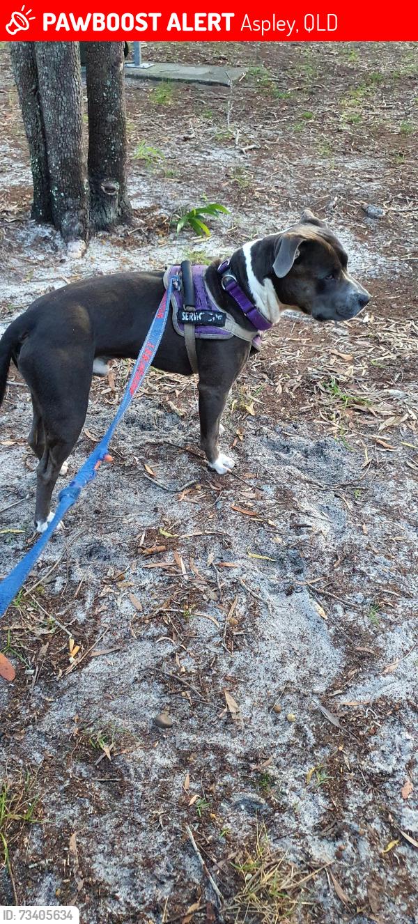 Lost Female Dog last seen Strathfield, Aspley, QLD 4034