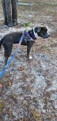 Lost Female Dog last seen Strathfield, Aspley, QLD 4034