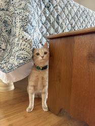 Lost Female Cat last seen Last seen in wooded area near railroad tracks, Greenville, SC 29605