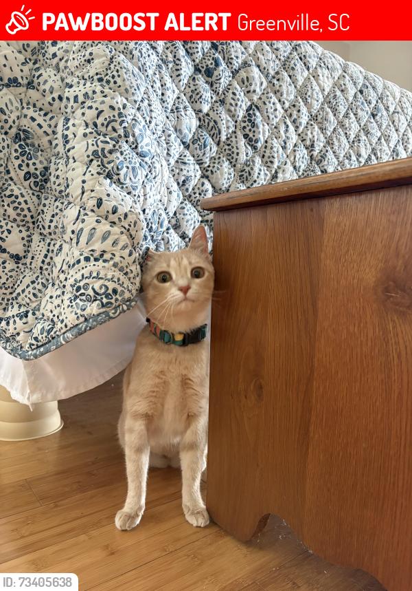 Lost Female Cat last seen Last seen in wooded area near railroad tracks, Greenville, SC 29605