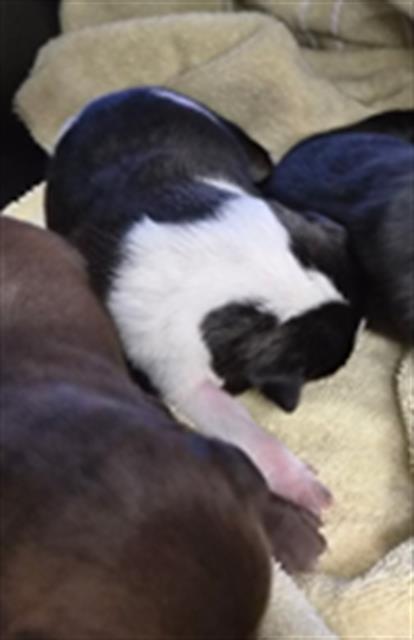 Shelter Stray Female Dog last seen Near BLOCK HIGHWAY 178 ONYX CA 93255, 3951 Fruitvale Ave, Bakersfield, CA 93308, USA