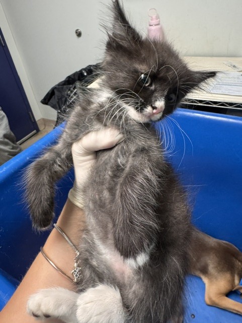 Shelter Stray Male Cat last seen Near BLOCK ALLEN RD, BAKERSFIELD CA 93314, 3951 Fruitvale Ave, Bakersfield, CA 93308, USA
