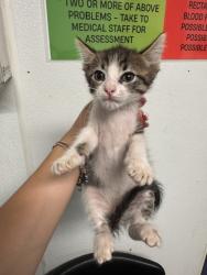 Shelter Stray Male Cat last seen Near BLOCK ALLEN RD, BAKERSFIELD CA 93314, 3951 Fruitvale Ave, Bakersfield, CA 93308, USA