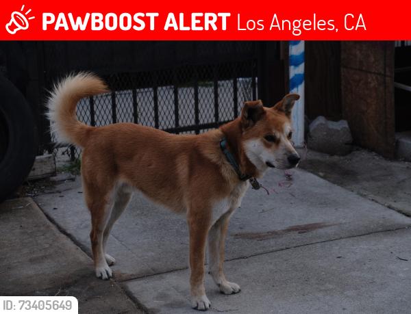 Lost Male Dog last seen Broadway and Manchester, Los Angeles, CA 90003
