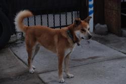 Lost Male Dog last seen Broadway and Manchester, Los Angeles, CA 90003