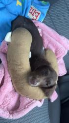 Lost Female Dog last seen Blair st, Thomasville, NC 27360