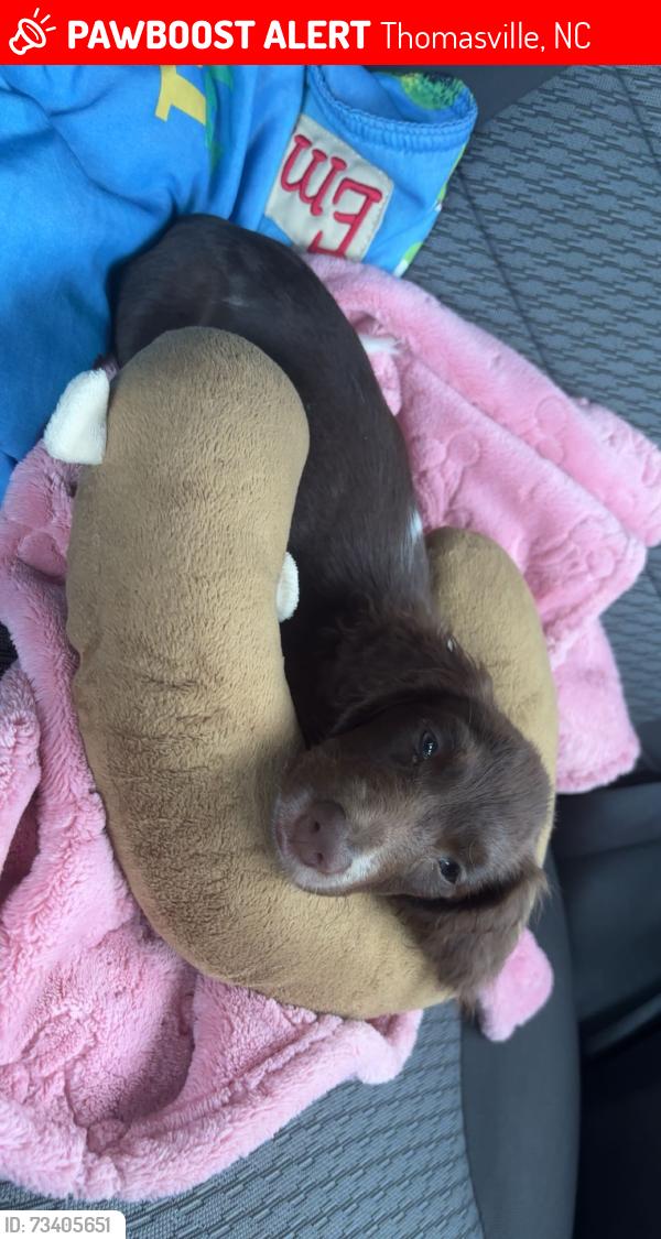 Lost Female Dog last seen Blair st, Thomasville, NC 27360