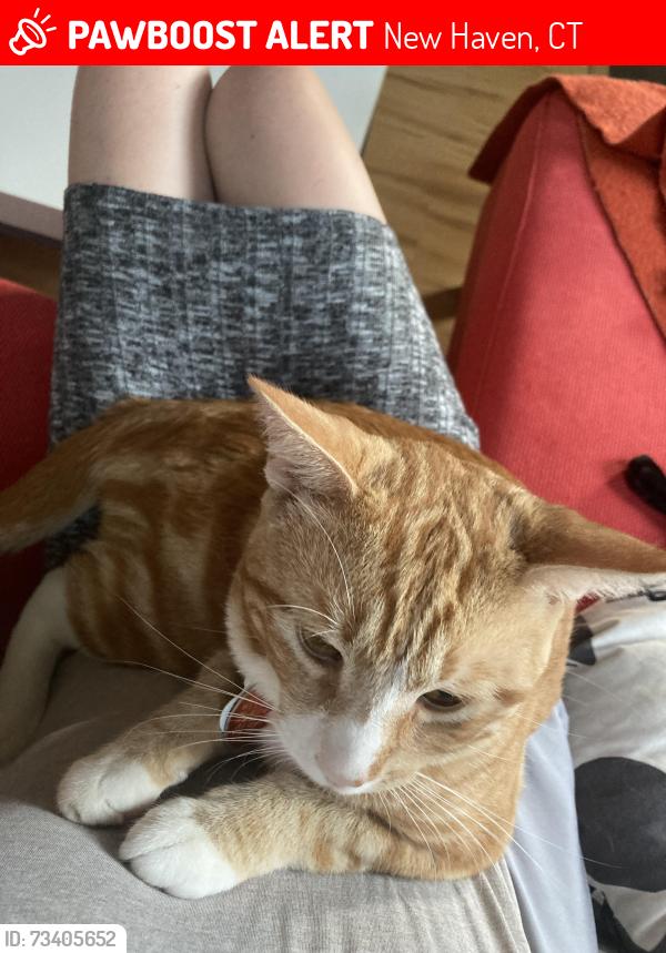 Lost Male Cat last seen Winthrop Ave. and Derby Ave., New Haven, CT 06511