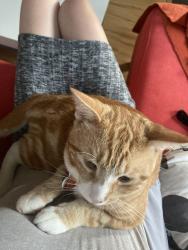 Lost Male Cat last seen Winthrop Ave. and Derby Ave., New Haven, CT 06511