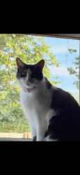 Lost Female Cat last seen Royal York and evans, Toronto, ON M8Y 2R9