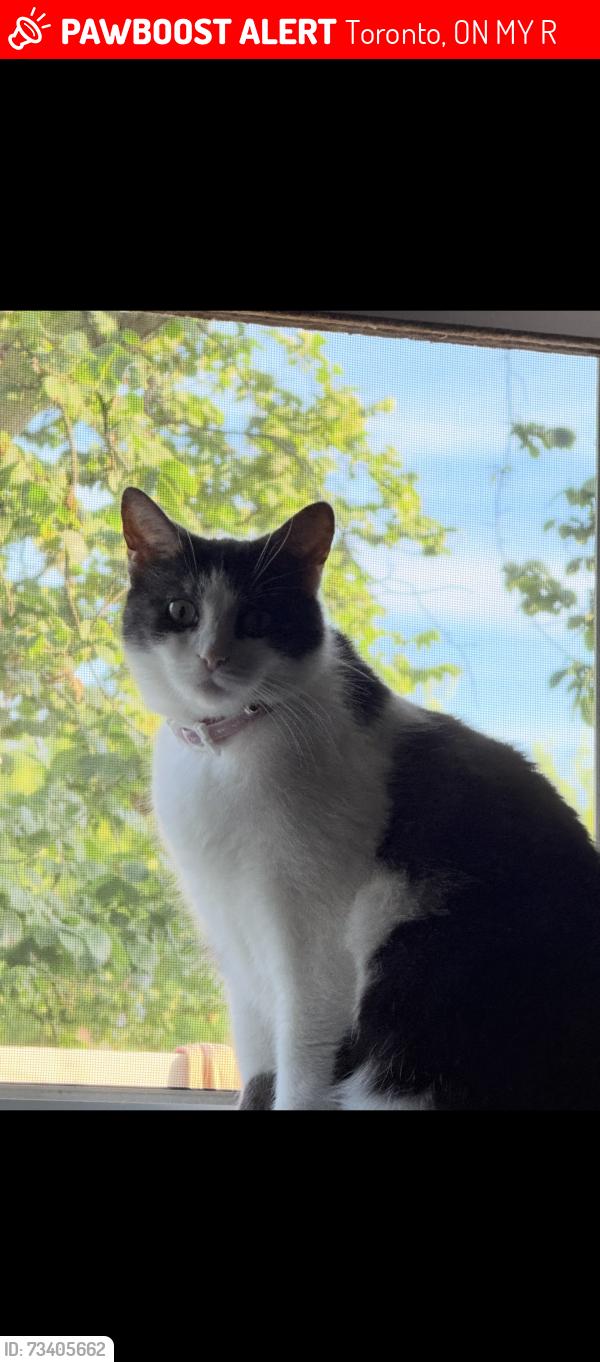 Lost Female Cat last seen Royal York and evans, Toronto, ON M8Y 2R9