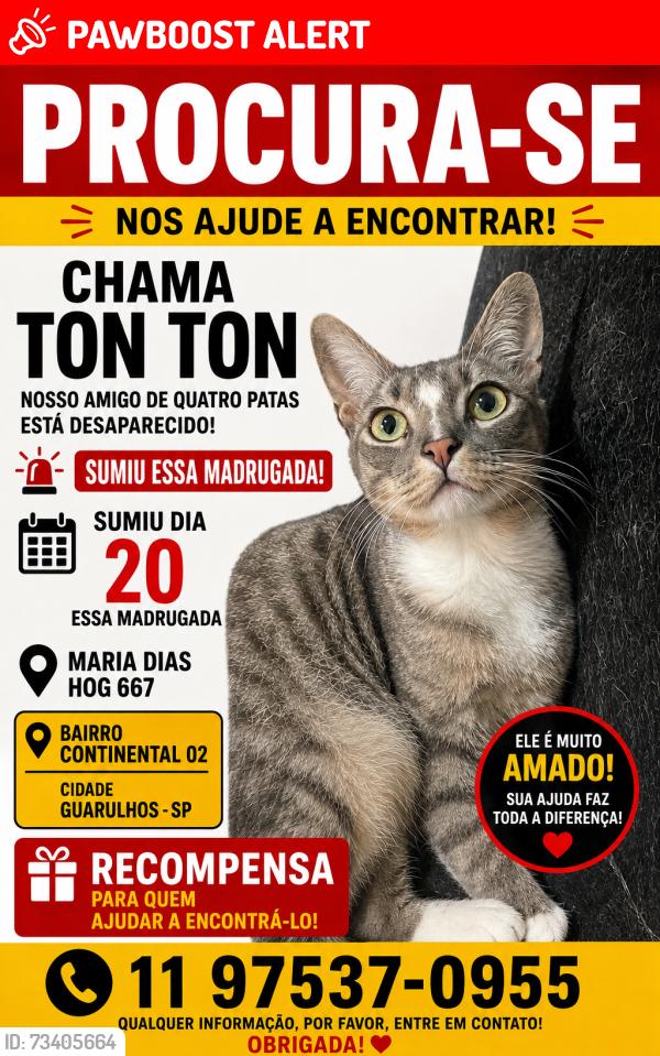 Lost Male Cat last seen Maria dias hog 667, Parque Continental II, SP 07085-035