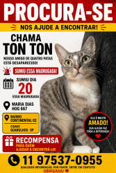 Lost Male Cat last seen Maria dias hog 667, Parque Continental II, SP 07085-035