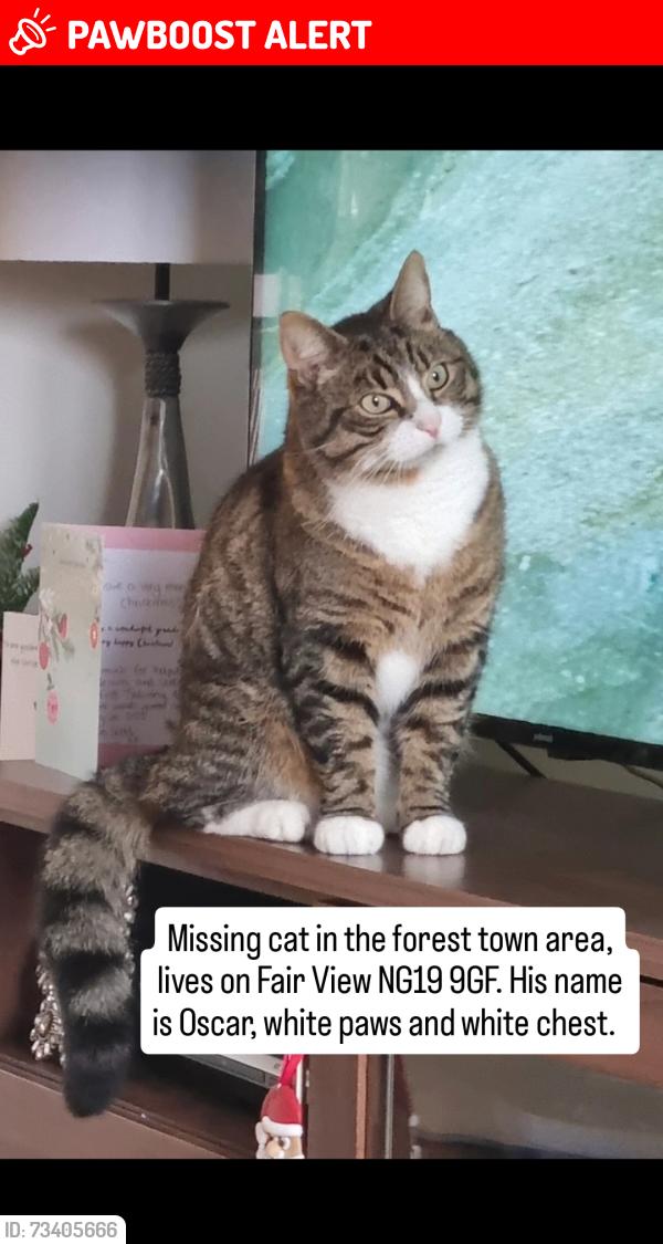 Lost Male Cat last seen Holly road, Cranswick close etc, Mansfield Woodhouse, England NG19 9GF