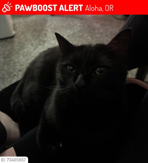 Lost Male Cat last seen SW Heritage Ct & SW 170th Ave, Aloha, OR 97006