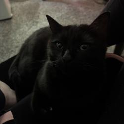Lost Male Cat last seen SW Heritage Ct & SW 170th Ave, Aloha, OR 97006